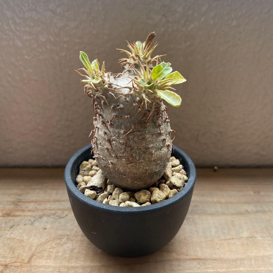 希少 チビグラキリス 現地球 発根済