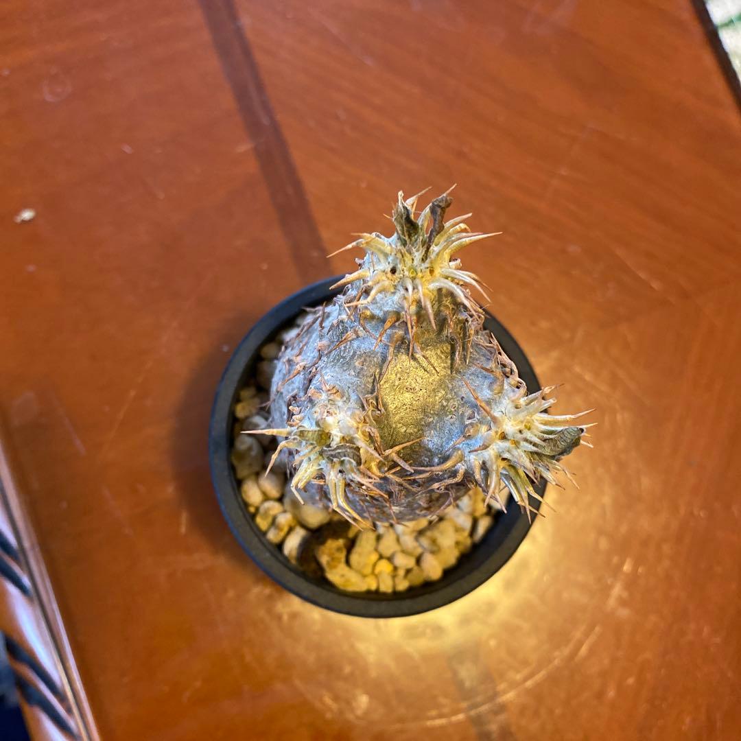 希少 チビグラキリス 現地球 発根済