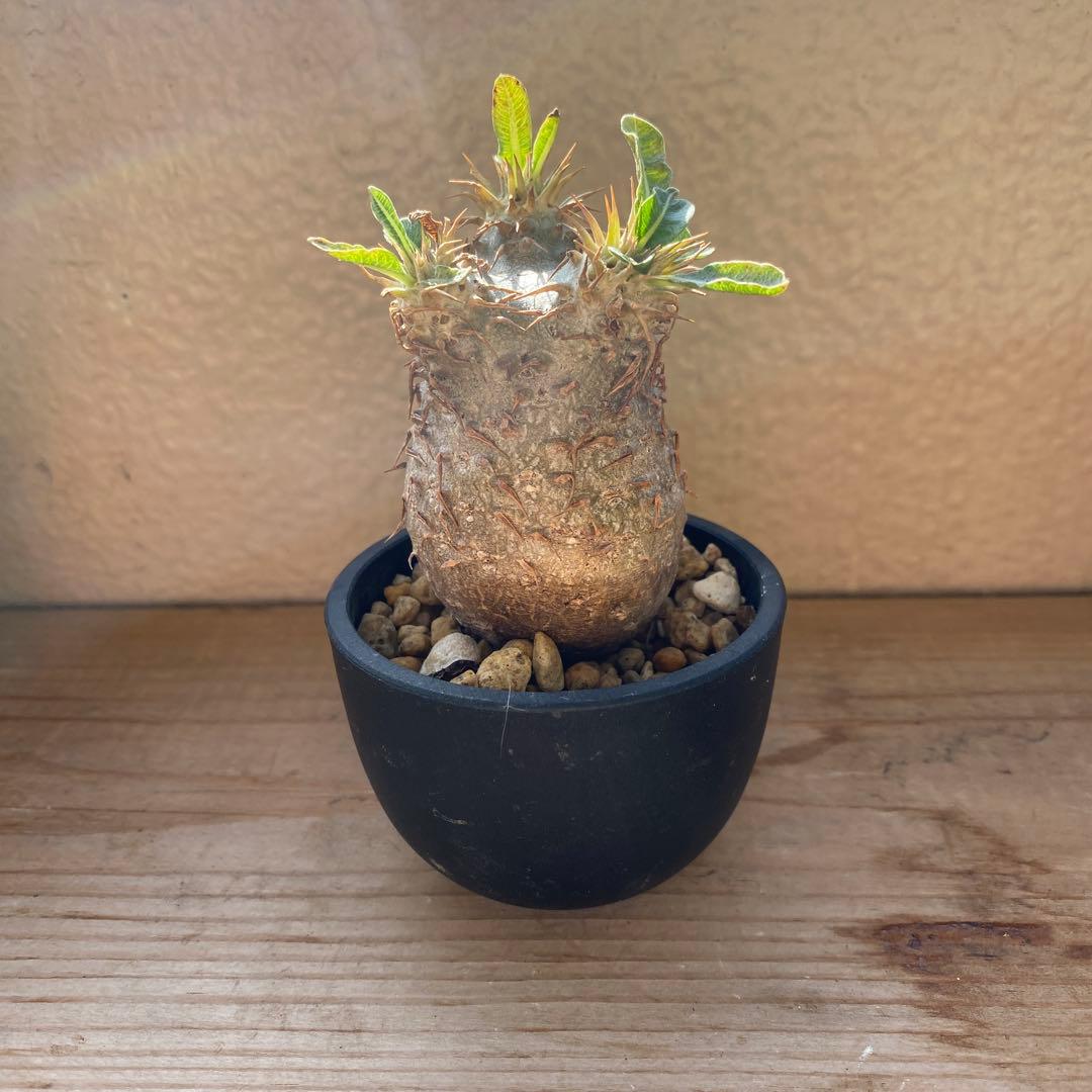 希少 チビグラキリス 現地球 発根済