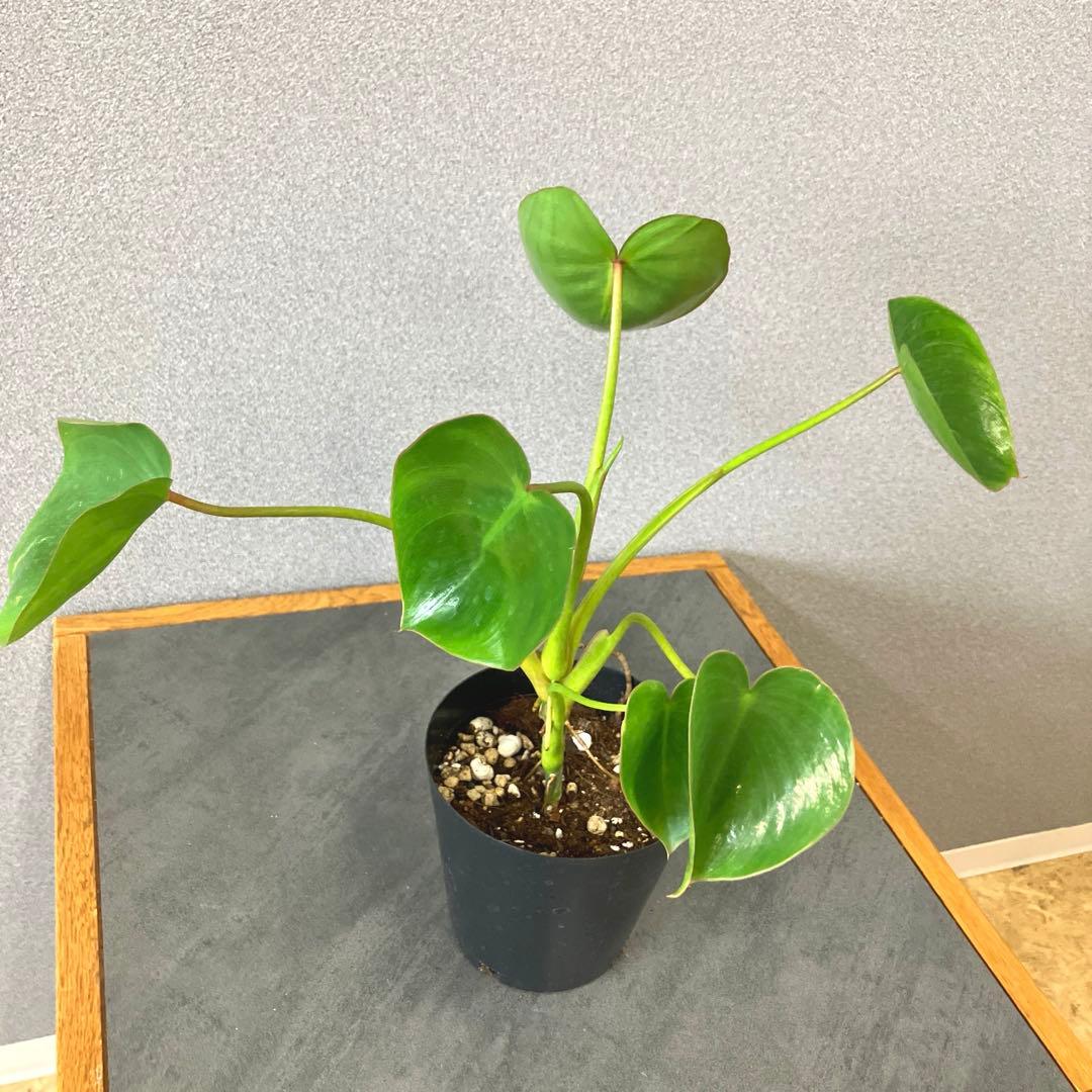 超希少❗️フィロデンドロン　リカルドイ✨