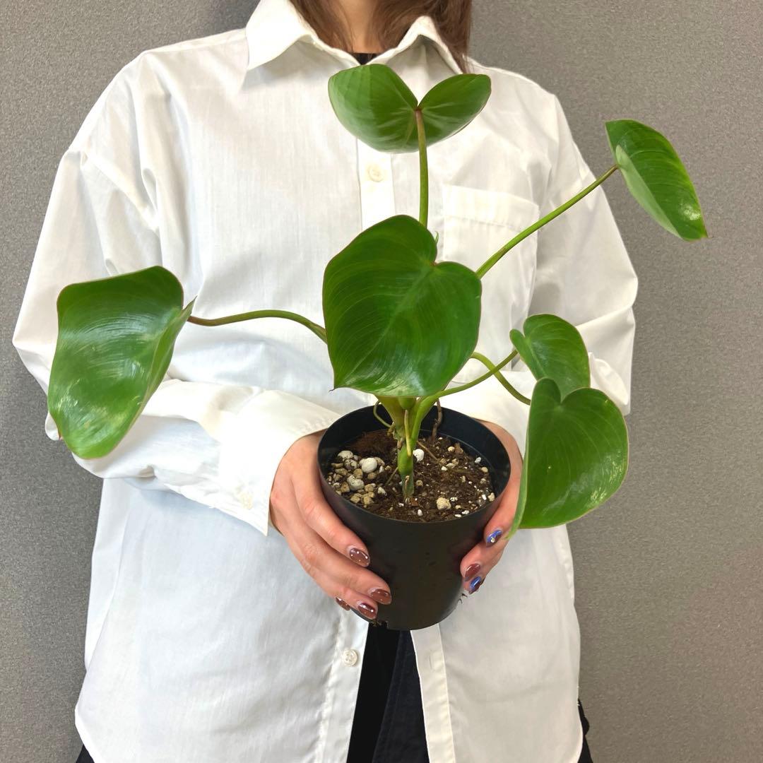 超希少❗️フィロデンドロン　リカルドイ✨