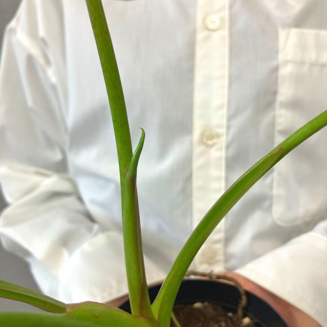 超希少❗️フィロデンドロン　リカルドイ✨