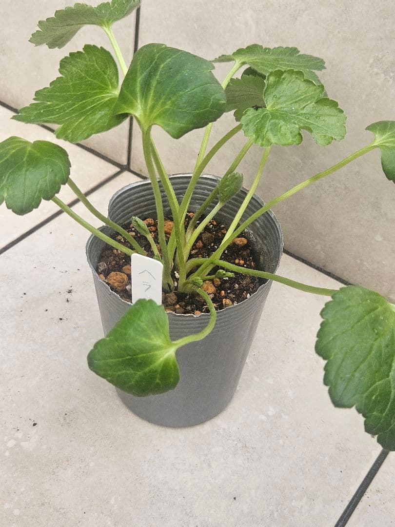 ラナンキュラス　セット☆