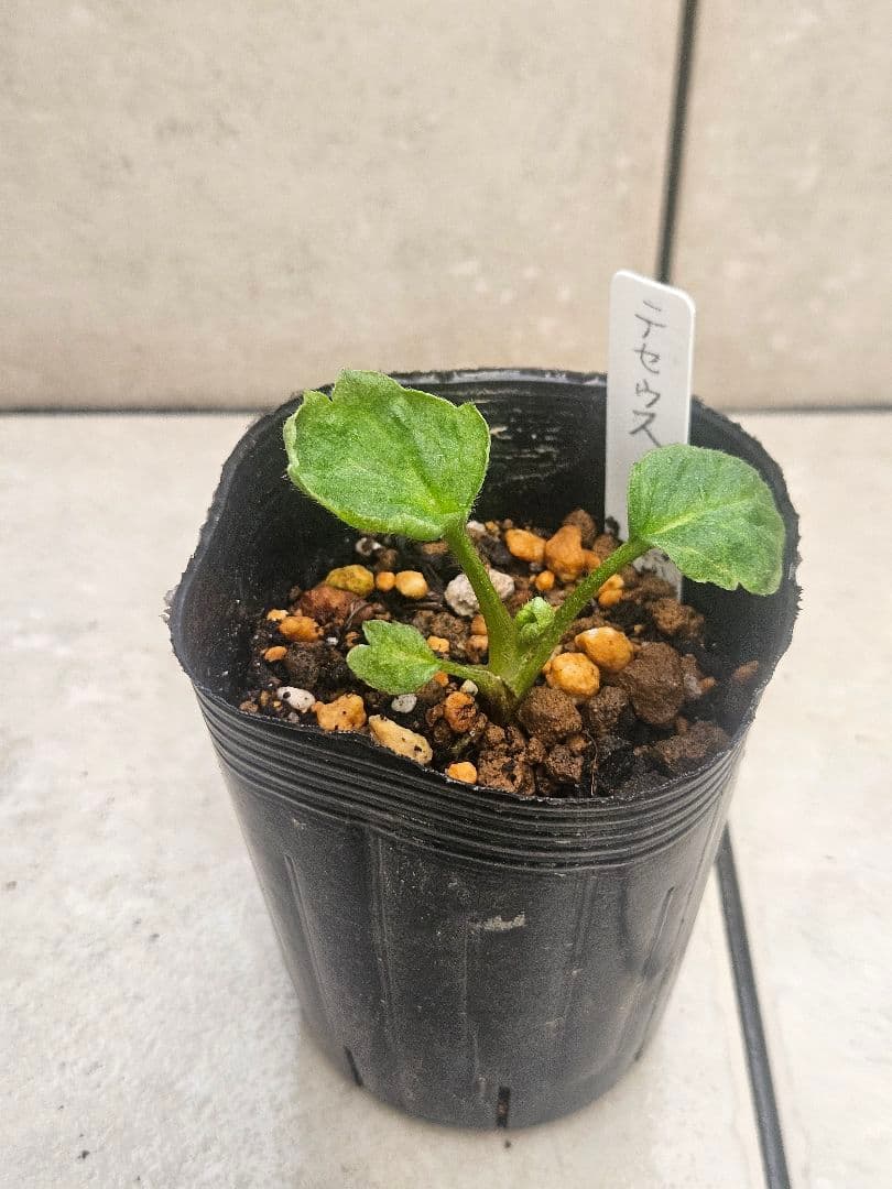 ラナンキュラス　セット☆