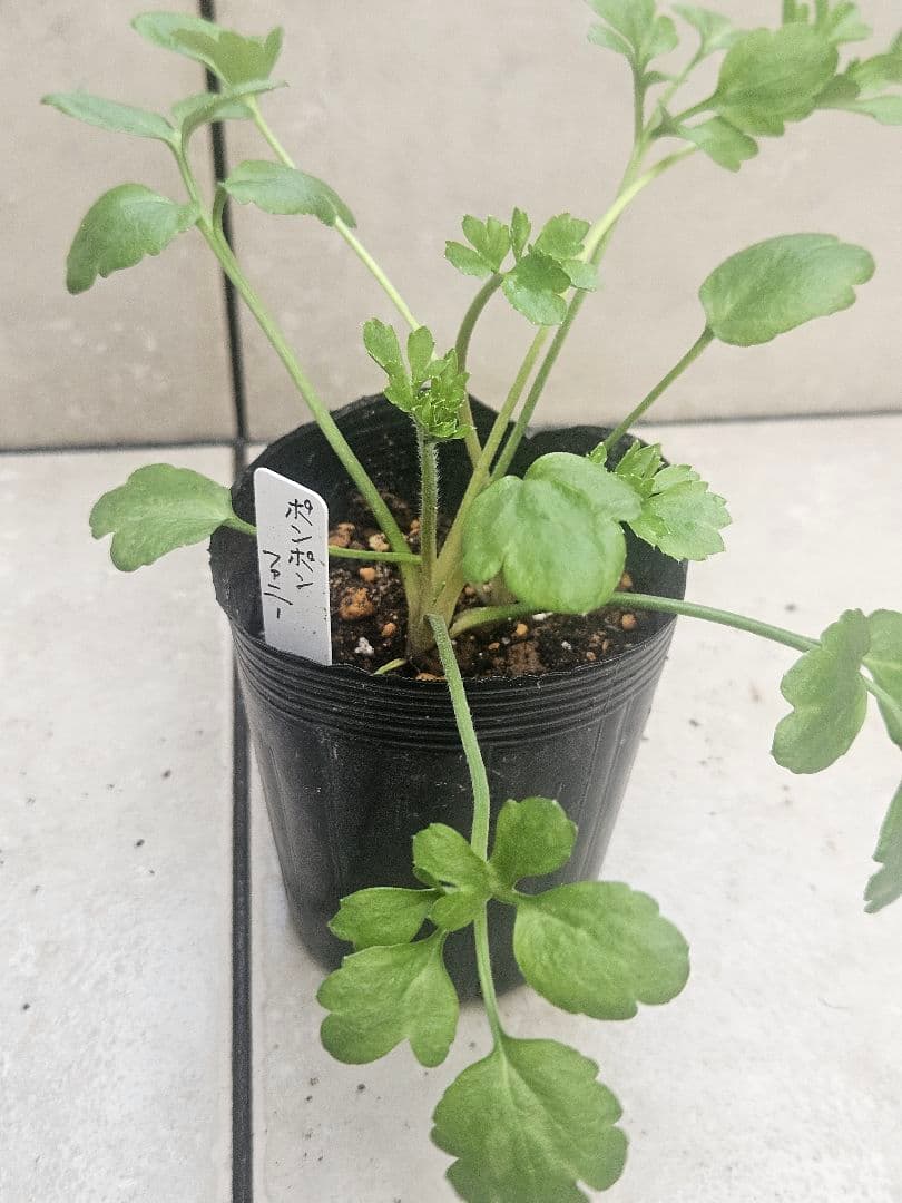 ラナンキュラス　セット☆