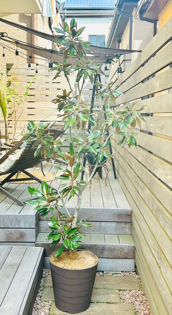 【引き取り限定】 リトル・ジェム