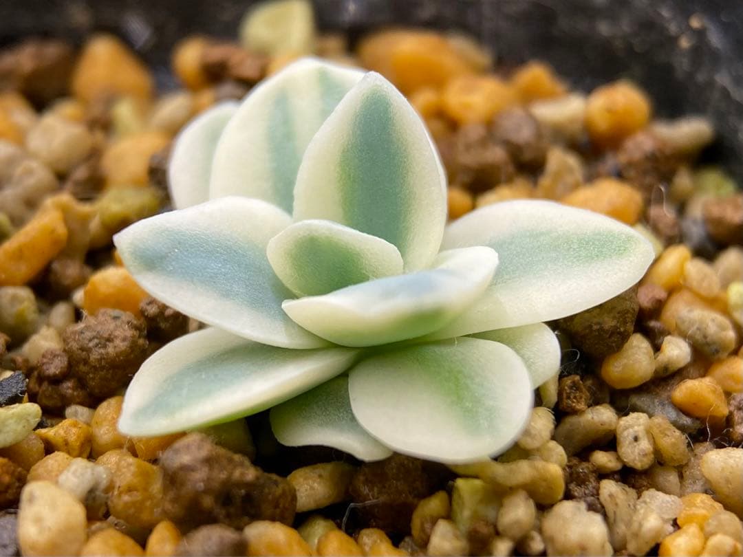 多肉植物　錦　富士　抜き苗　#1    799