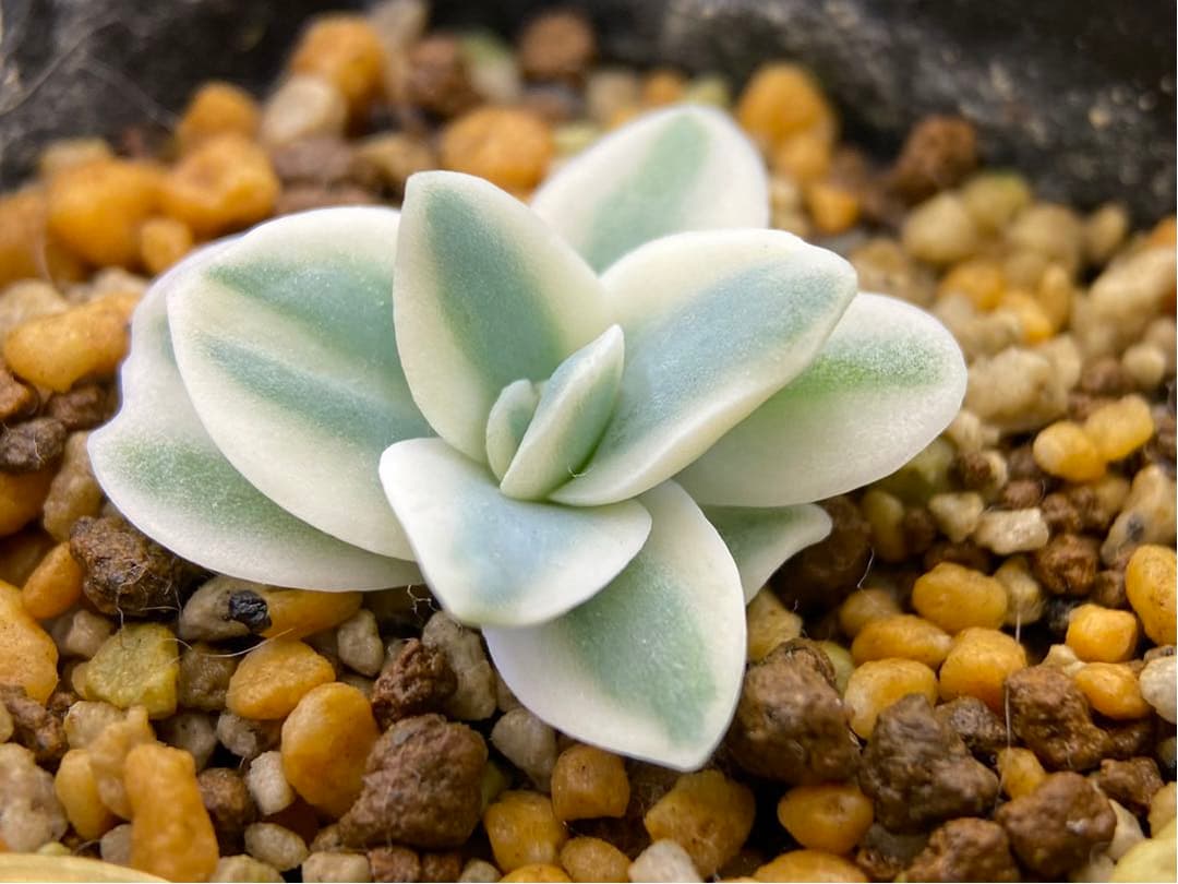 多肉植物　錦　富士　抜き苗　#1    799