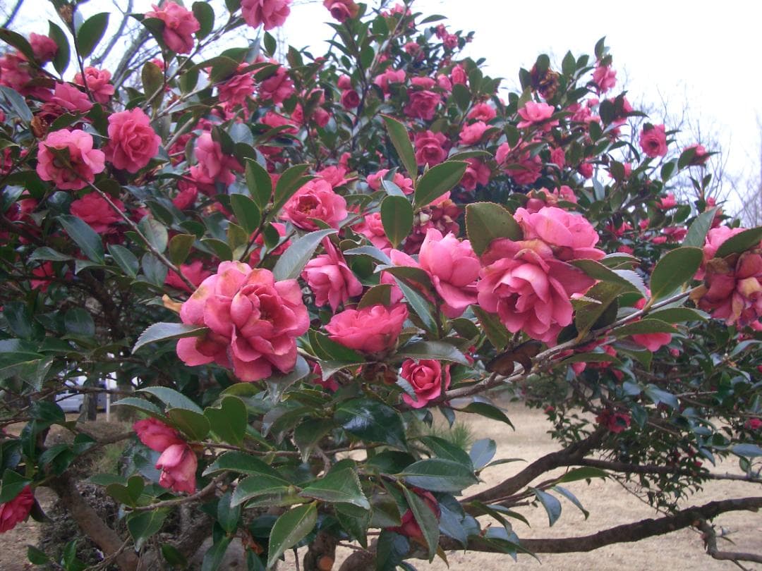 カシオ EXILIM EX-Z4 オールドコンデジ デジカメ バッテリー2個付き