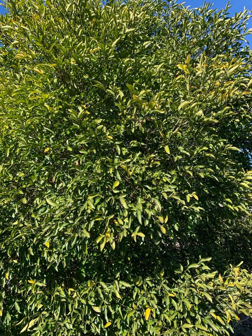 Kazu-K さま専用出品　スイングルシトロメロ種子、苗