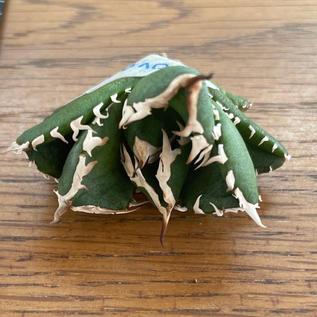 【REZA産】イラン株　選抜　アガベ　　NOVA ノヴァ　12月便