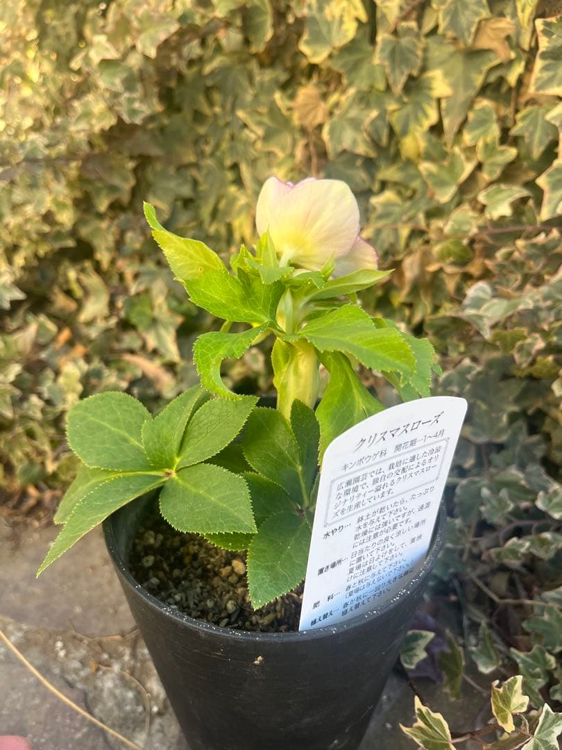 クリスマスローズ　広瀬園芸