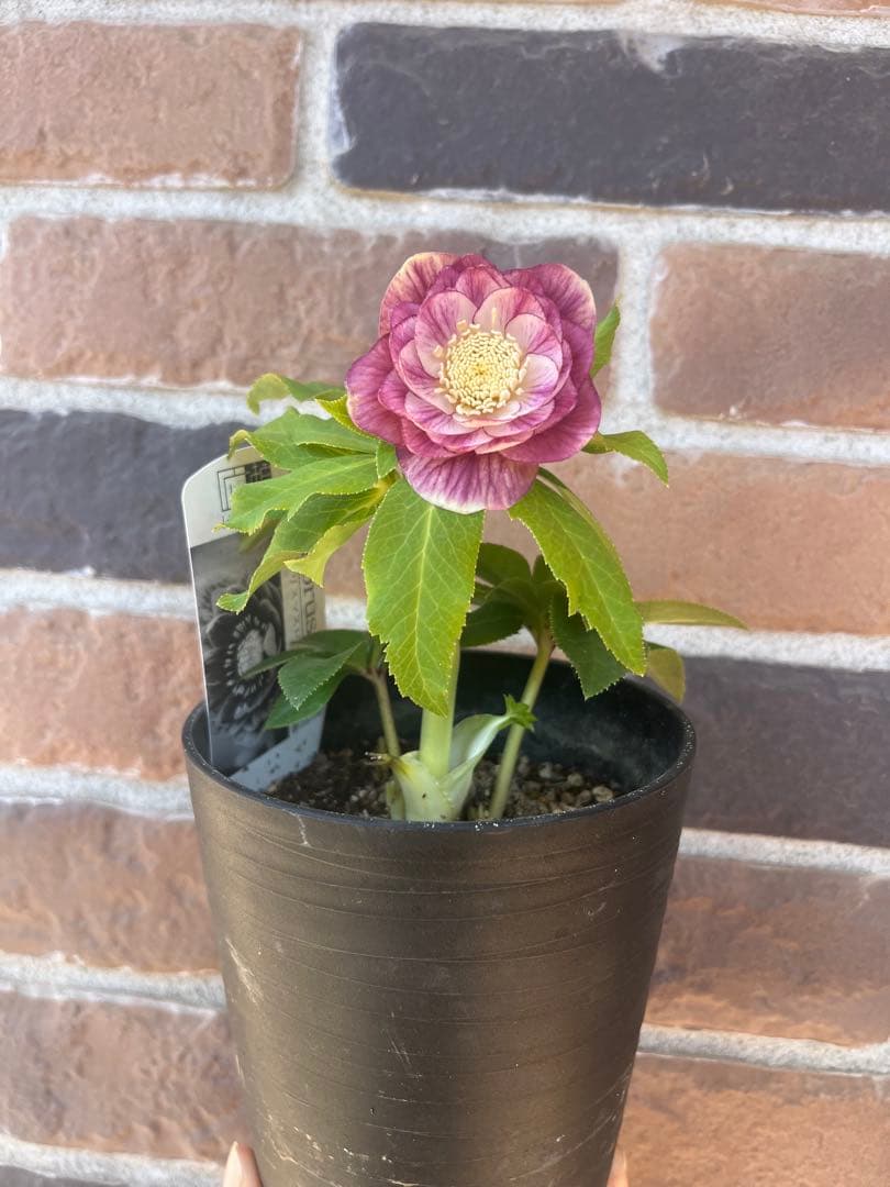 クリスマスローズ　広瀬園芸