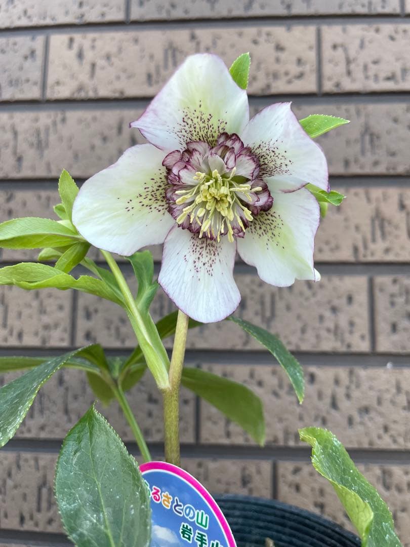 クリスマスローズ　開花株　4苗