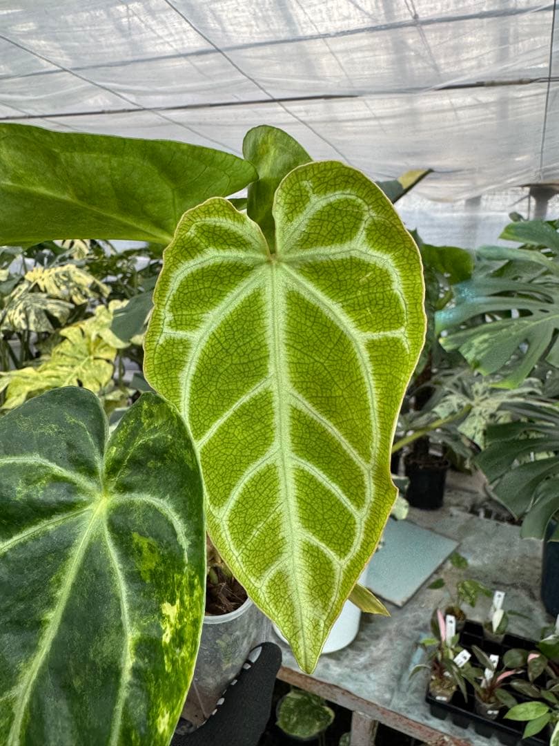 1アンスリウム　ミシェル　x クリスタル　シルバー　斑入り