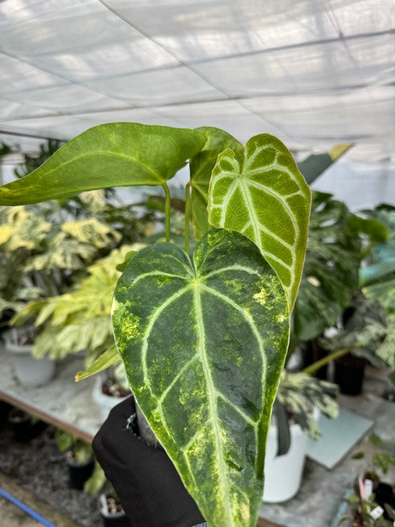 1アンスリウム　ミシェル　x クリスタル　シルバー　斑入り