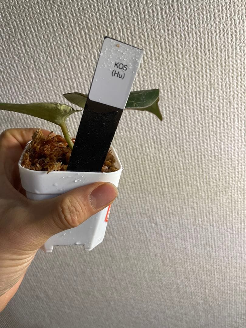 アンスリウム　HU KOS キングオブスペード　haji