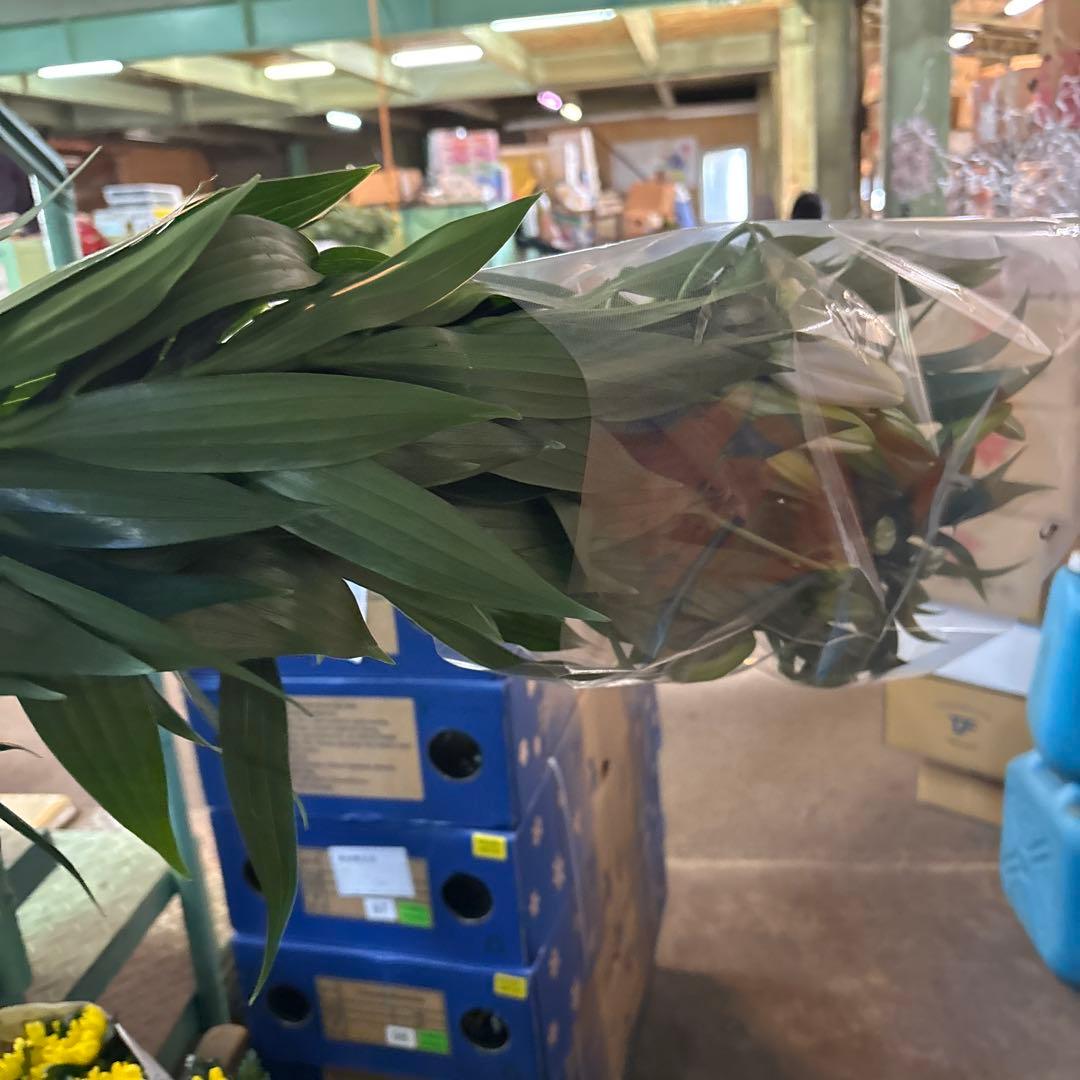 プチプラピアスイヤリング 同梱アヌースカ10本 シベリア トルコ各10本