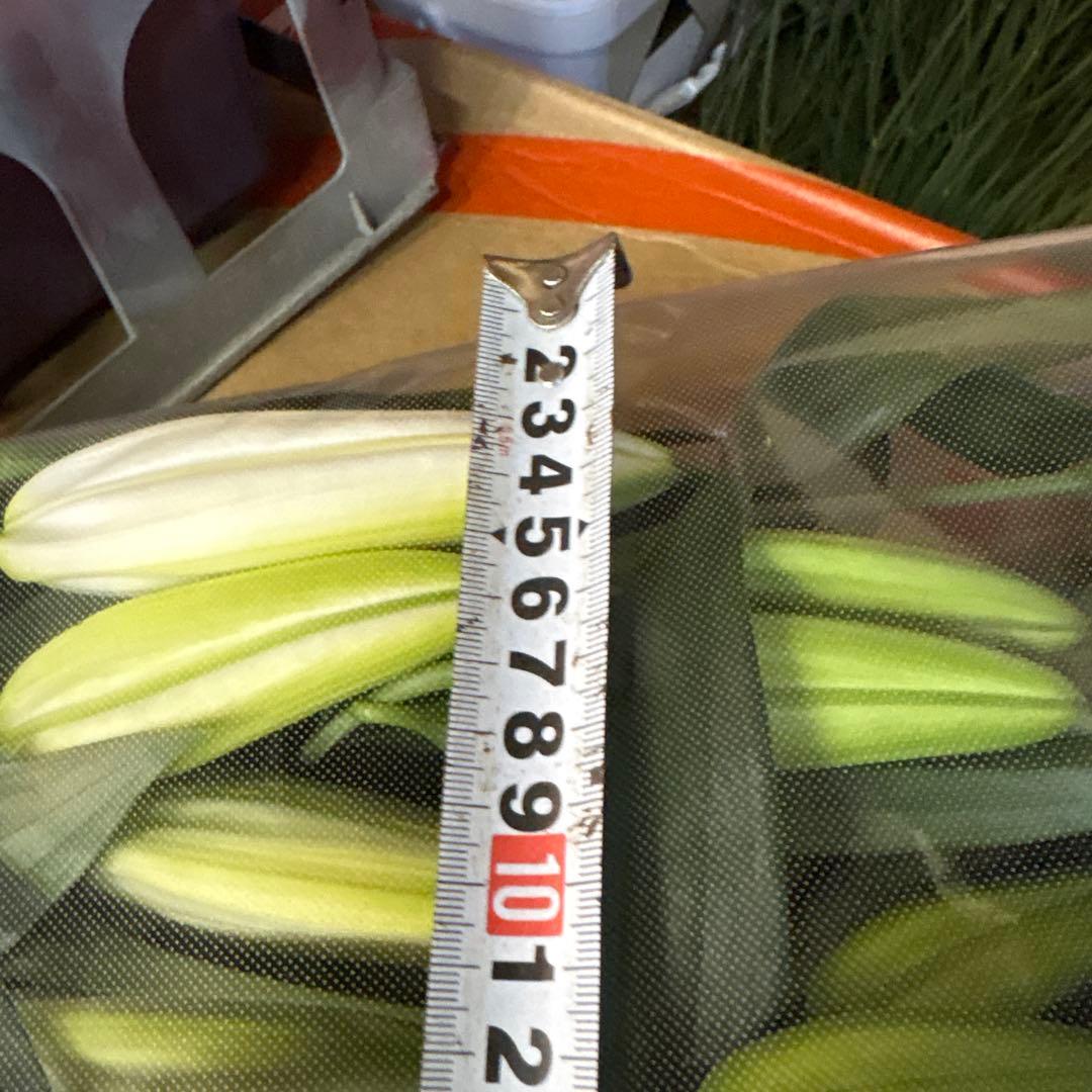 プチプラピアスイヤリング 同梱アヌースカ10本 シベリア トルコ各10本