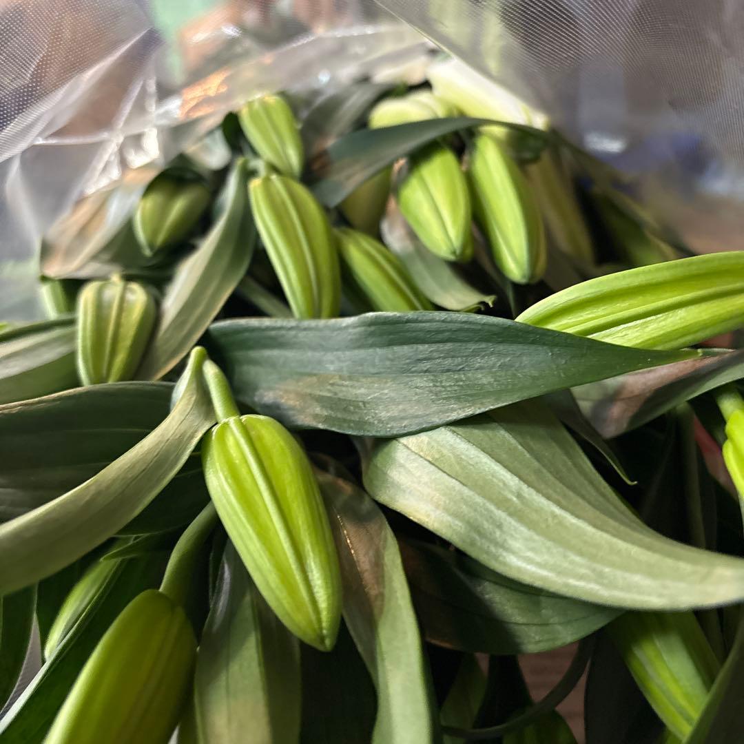 プチプラピアスイヤリング 同梱アヌースカ10本 シベリア トルコ各10本