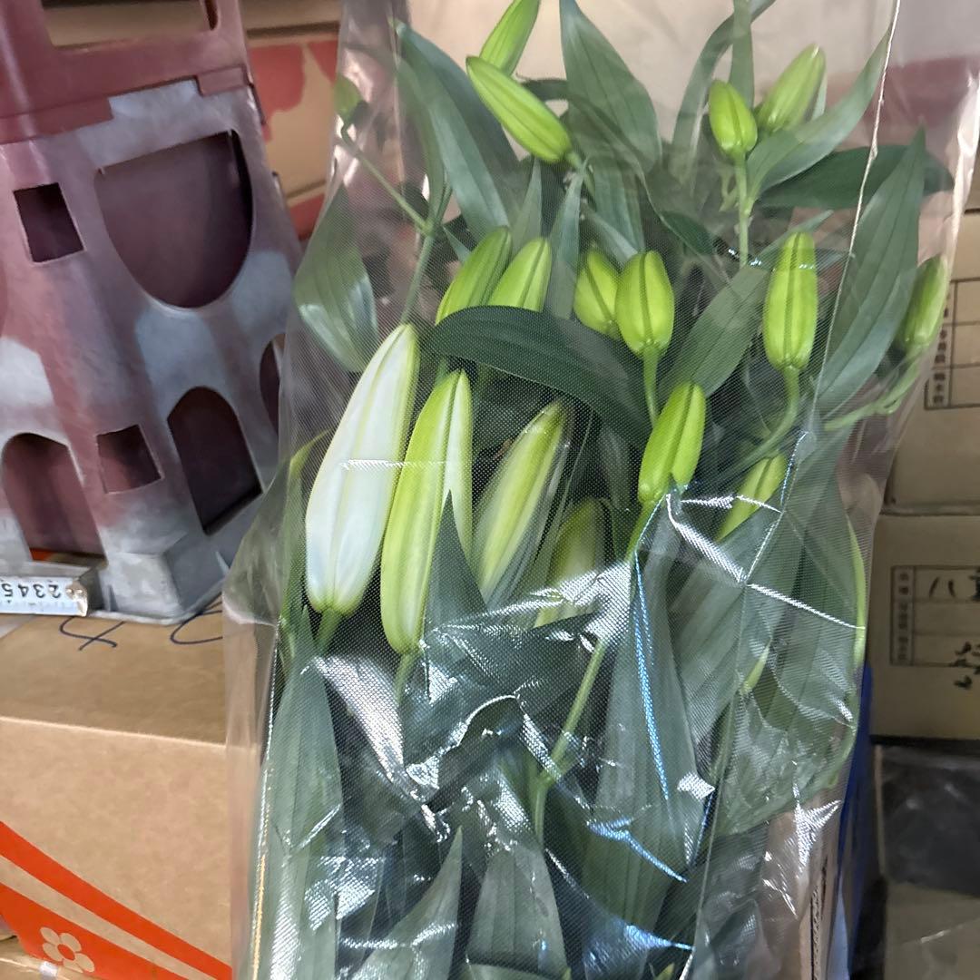 プチプラピアスイヤリング 同梱アヌースカ10本 シベリア トルコ各10本