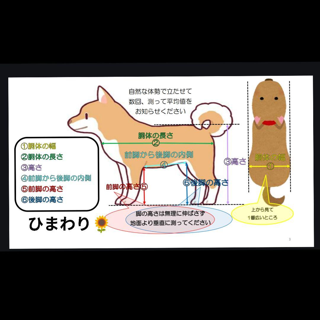 柴犬4輪　リハビリ　食事補助　犬用車椅子　体制維持　犬の歩行器　介護用