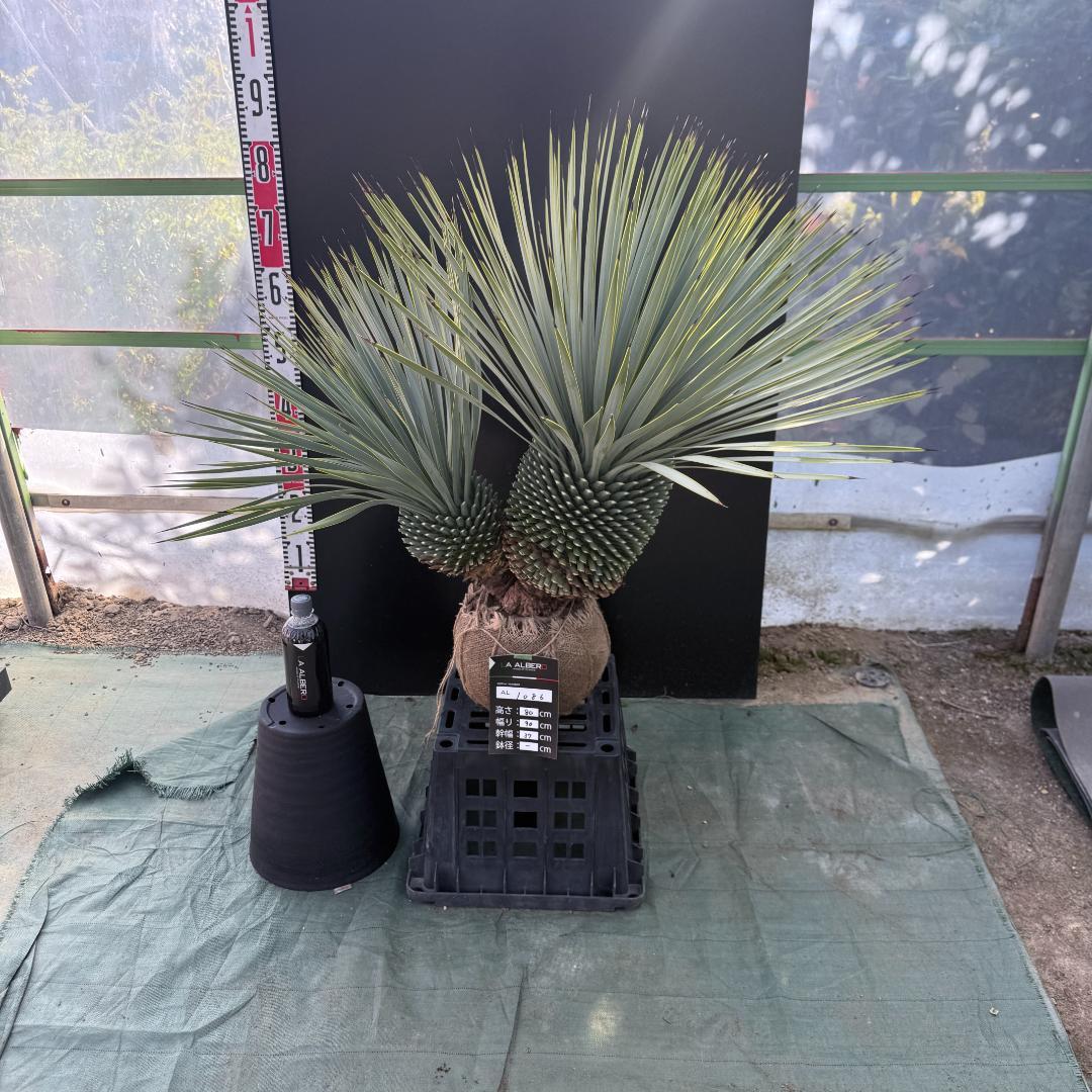 ハ*ー様 【AL1086】ユッカ　ロストラータ