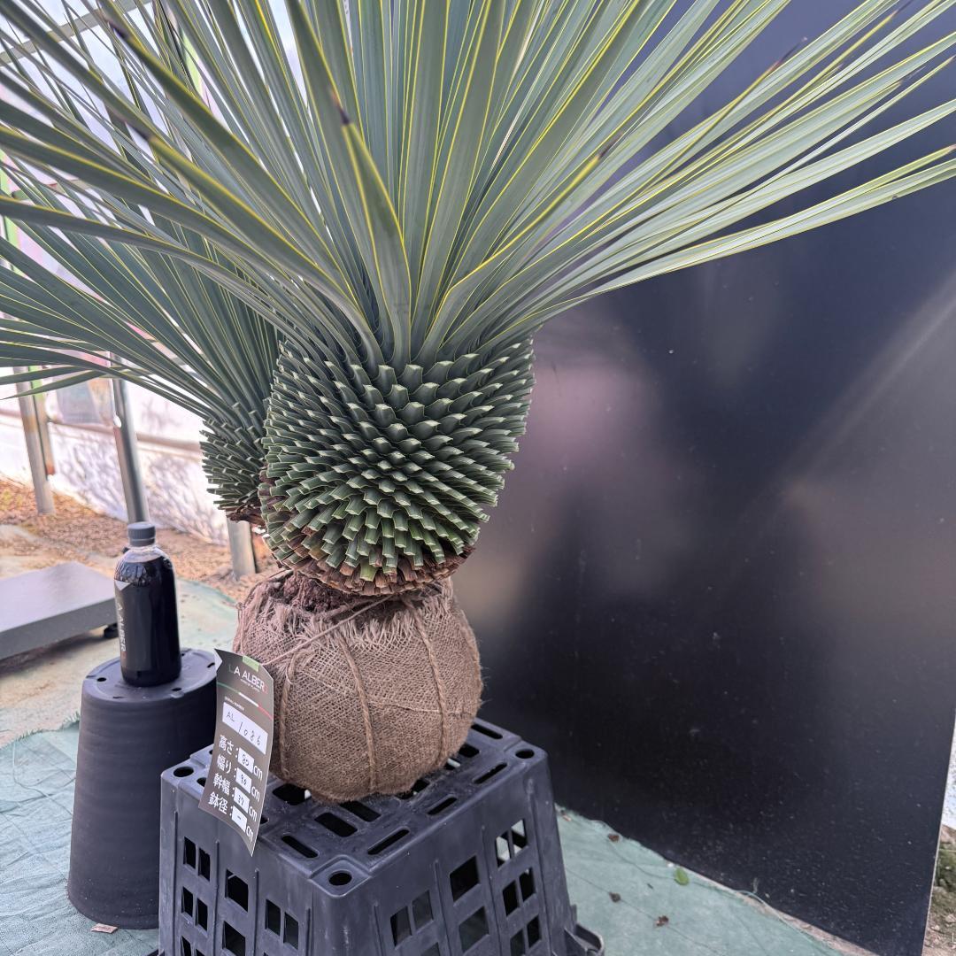 ハ*ー様 【AL1086】ユッカ　ロストラータ