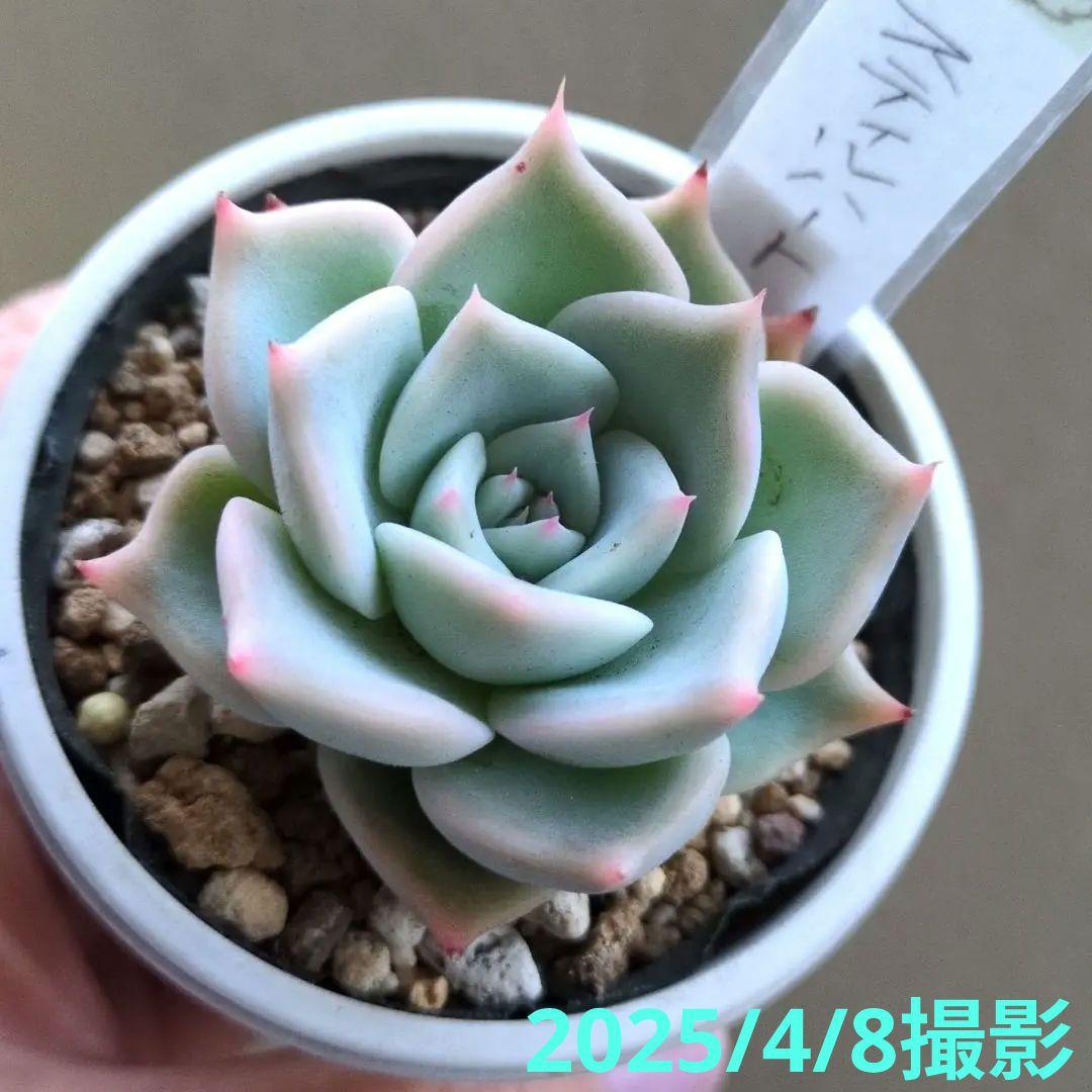 138. 多肉植物 スティルハート 730円【抜き苗】