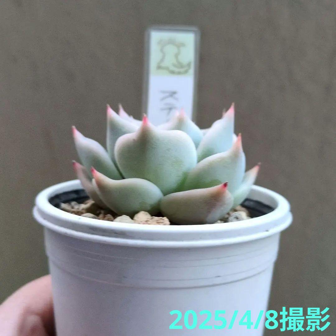 138. 多肉植物 スティルハート 730円【抜き苗】