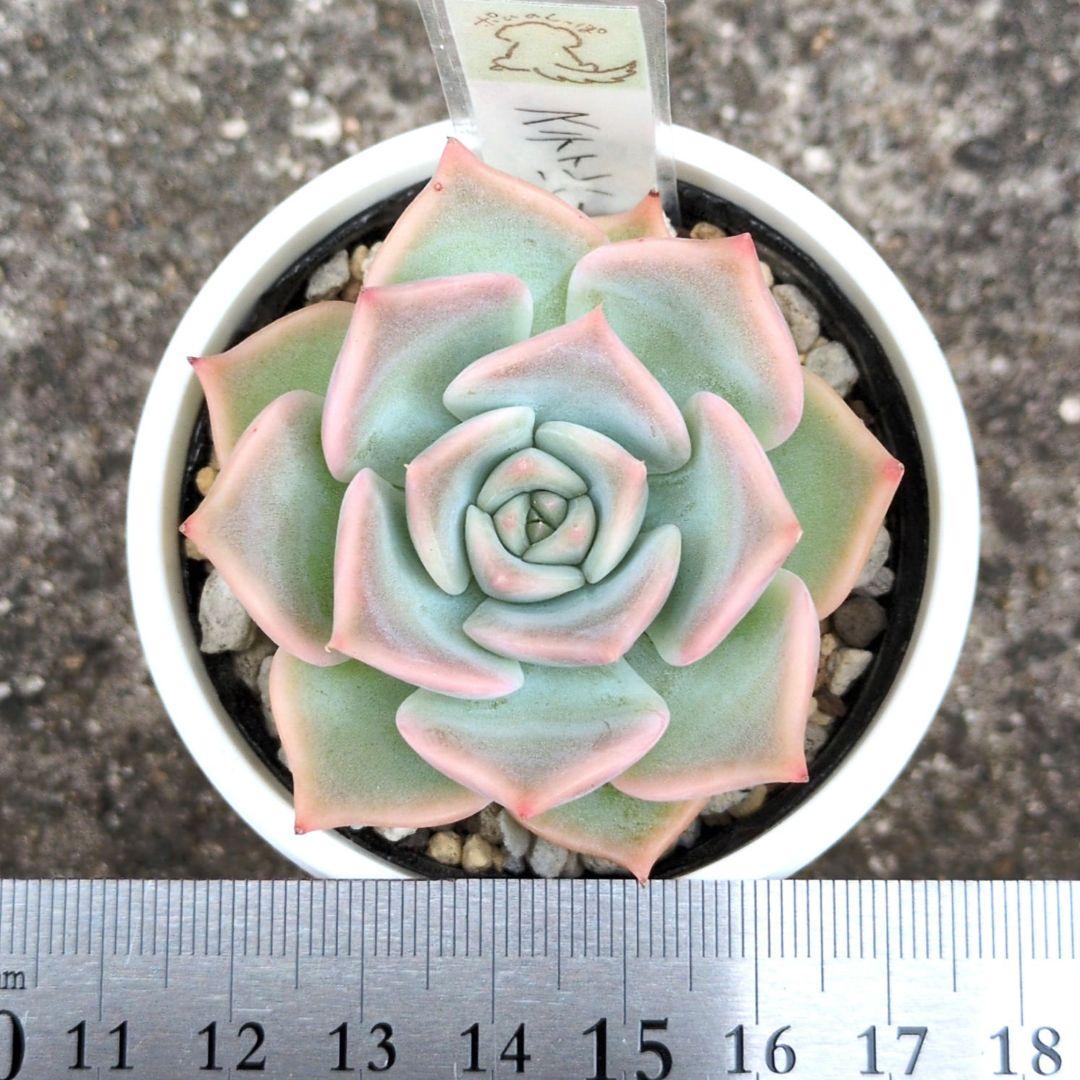 138. 多肉植物 スティルハート 730円【抜き苗】