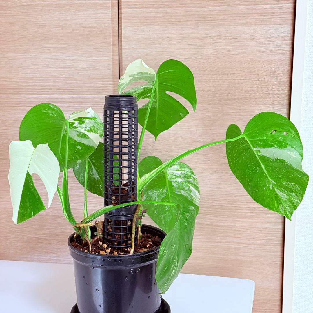 モンステラ ボルシギアナ ホワイトタイガー 斑入りモンステラ 育成株