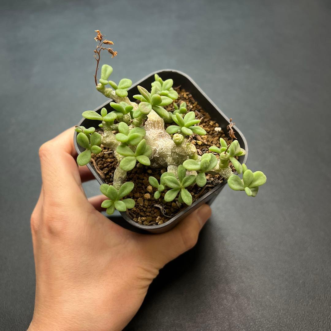 親株 チレコドン デシピエンス 実生