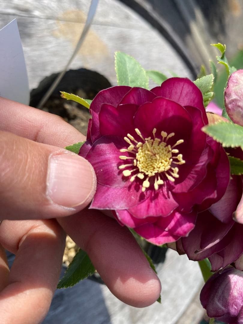 ヒ*イ様 グロッシーカラーゴールド　加藤農園