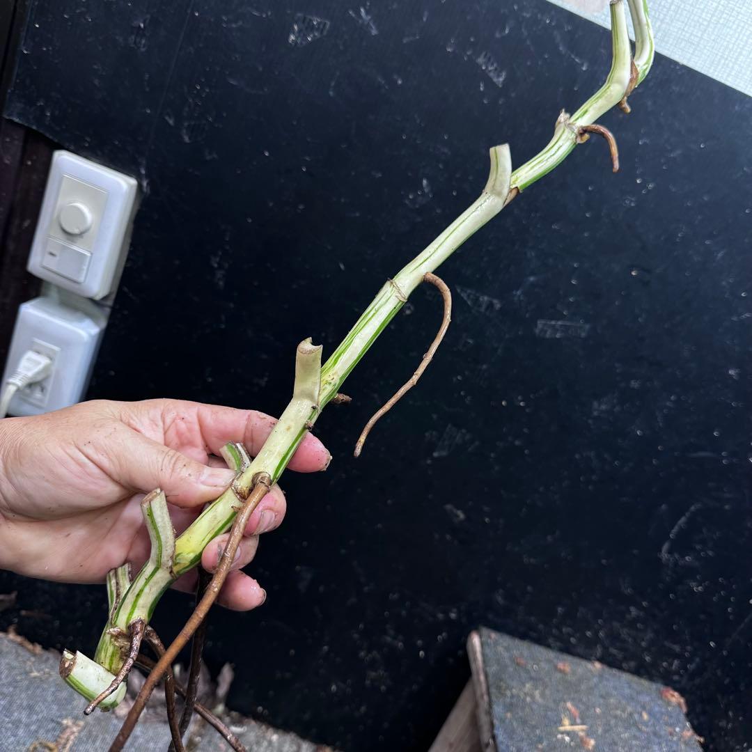 a*a様 斑入りモンステラホワイトタイガー大茎8株おまとめ