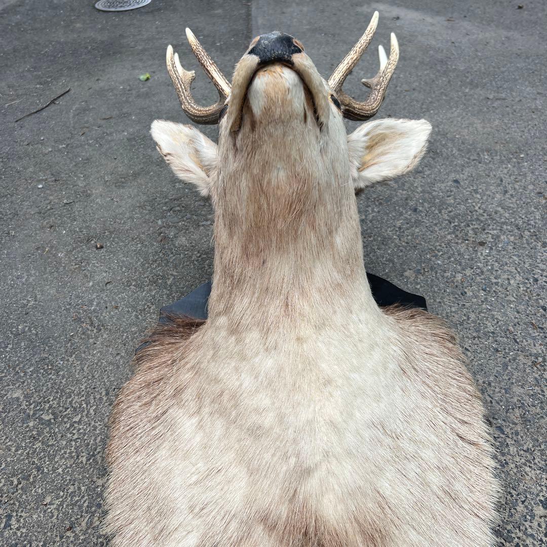 鹿の剥製