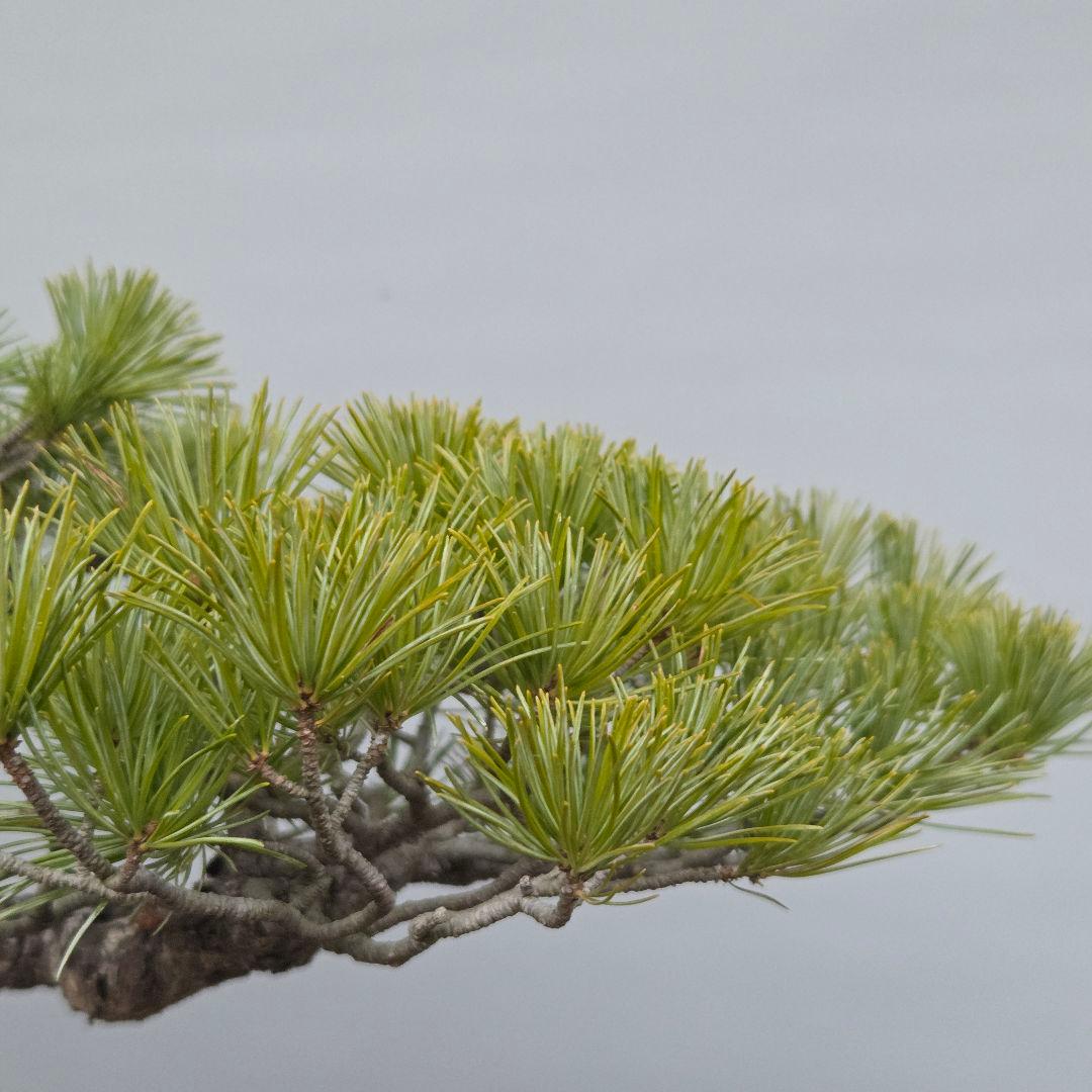 五葉松　[斜幹模様木]　中品盆栽