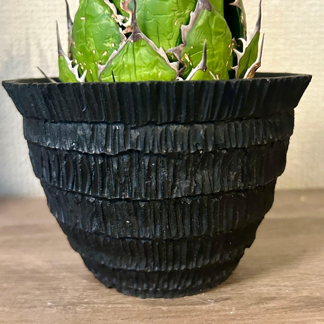 アガベ ホリダ ドワーフ カリフォルニア 陽炎 D.I.P鉢付き