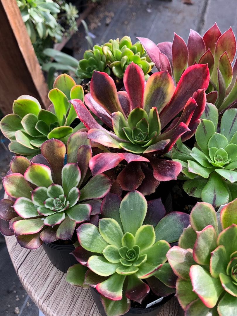 アエオニウム 10品種♡抜き苗セット③