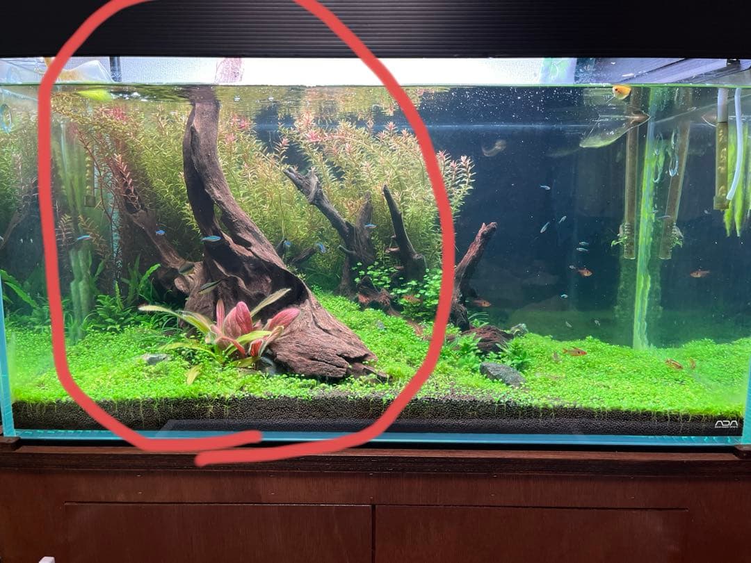 ADA ホーンウッド　特大