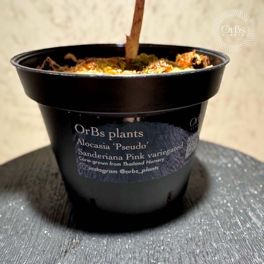 【芋から育成】アロカシア プセウド サンデリアーナ ピンク斑入り 美斑 流通少
