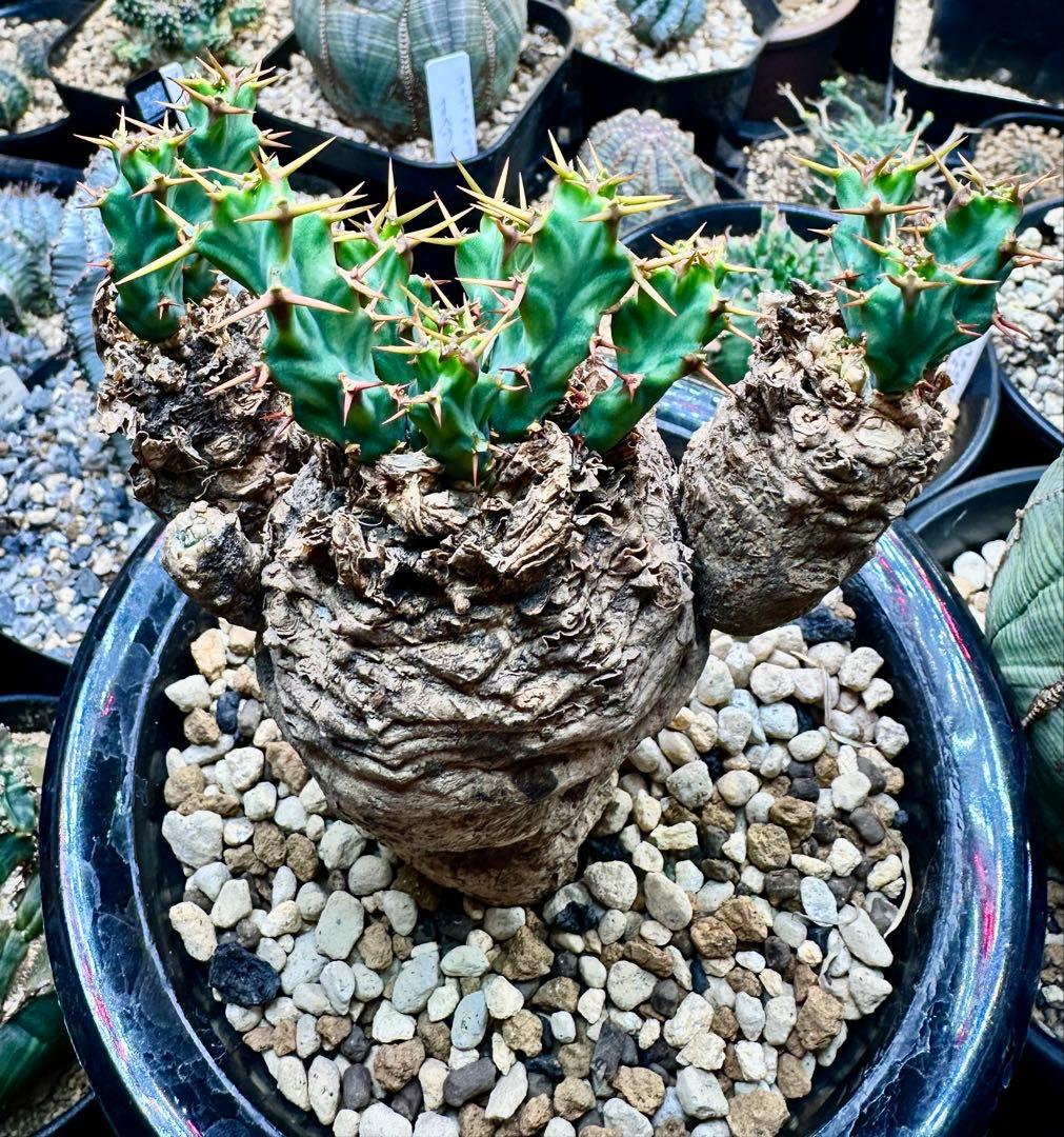 専用ユーフォルビア クラビゲラ　現地球　発根済み　美形 3ヘッド