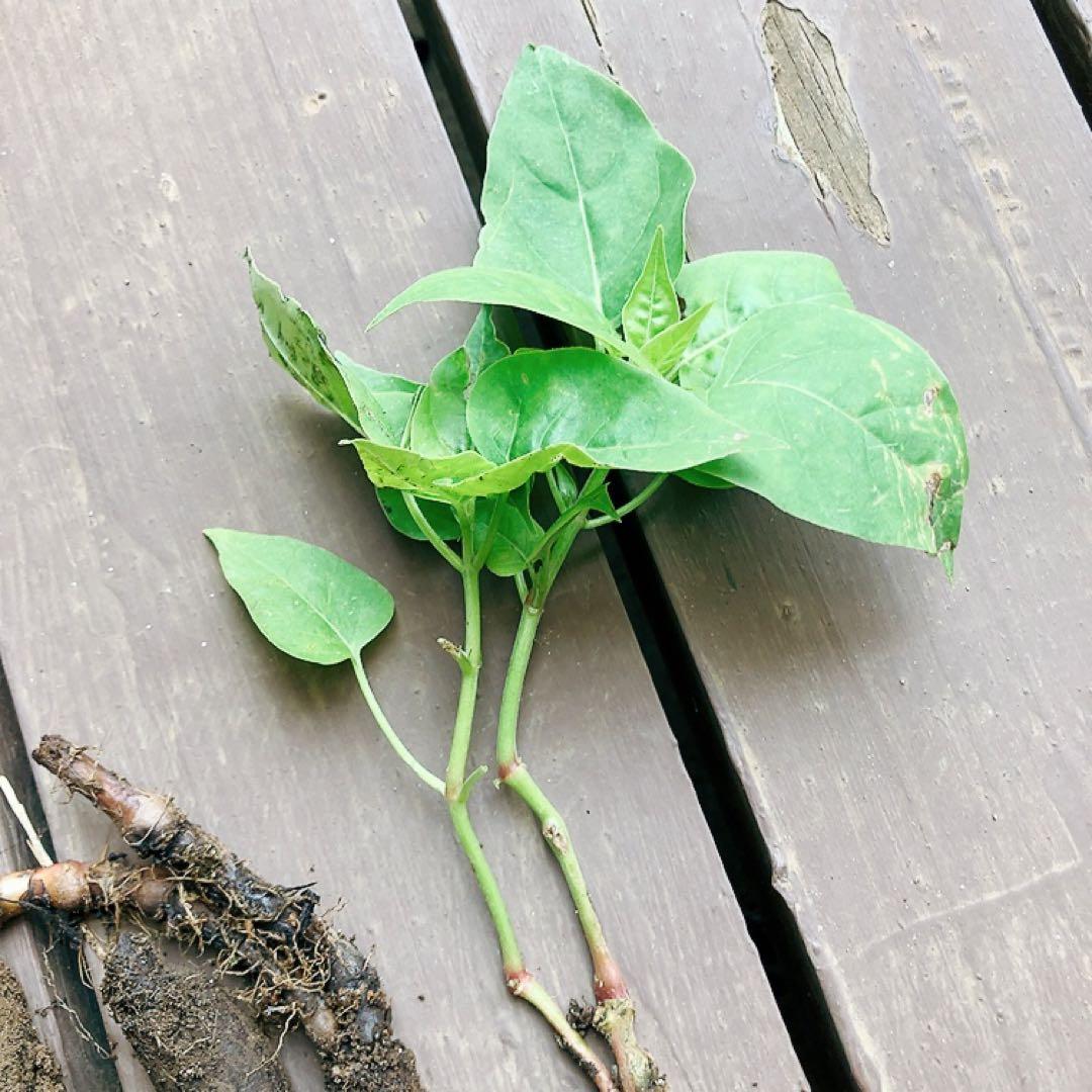 オシロイバナ　ミックス色　苗4株塊根　おしろい花　白粉花　夕化粧　白粉花　花の苗