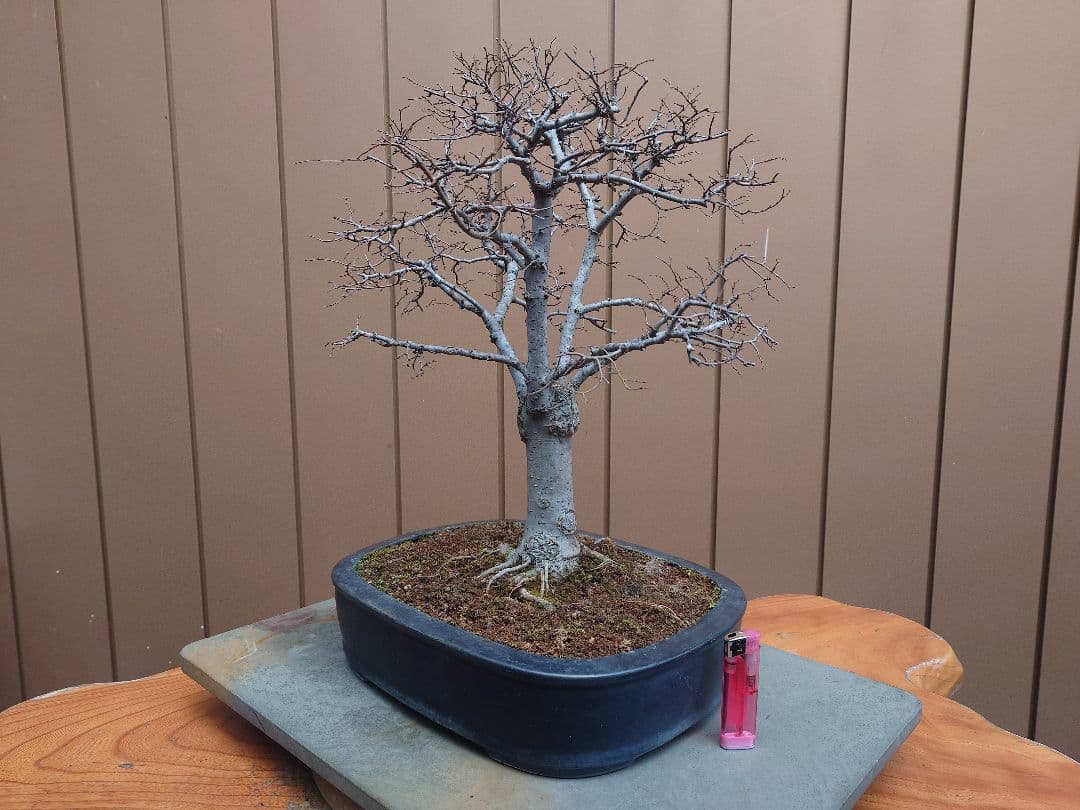 盆栽　欅　樹高36cm