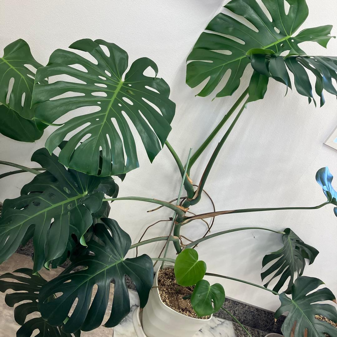 R★新潟市北区引き取り　②モンステラ　特大　高さ148 横幅144㎝