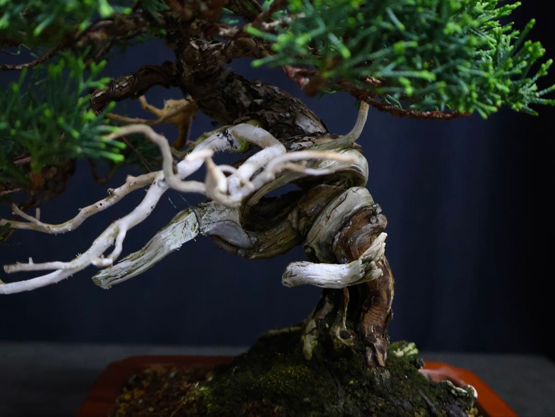 糸魚川真柏　逸品　捻転　シャリ芸　真柏　盆栽　貴風