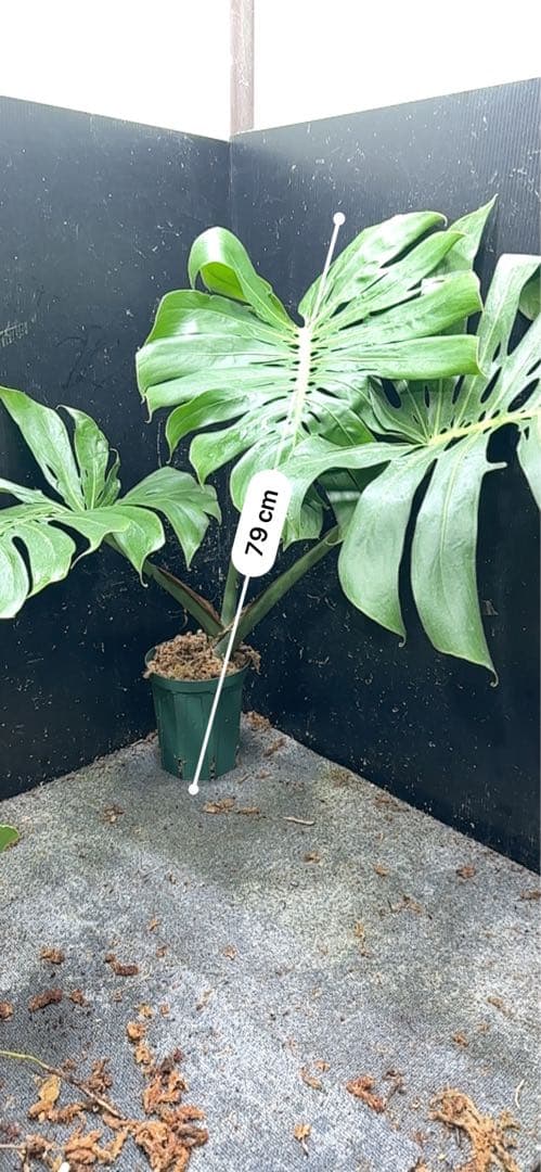 モンステラデリシオーサマクロコズム大型葉希少系統鉢植え高さ79㎝超大株