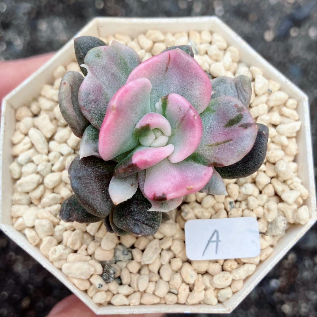 多肉植物　摘芯株　リラシナ錦&リヤド錦&ブルーメタル錦&フラメンコ錦他