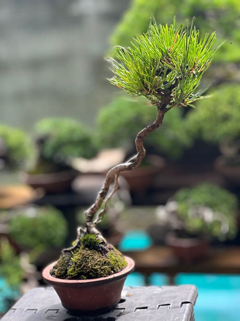 黒松　盆栽30cm