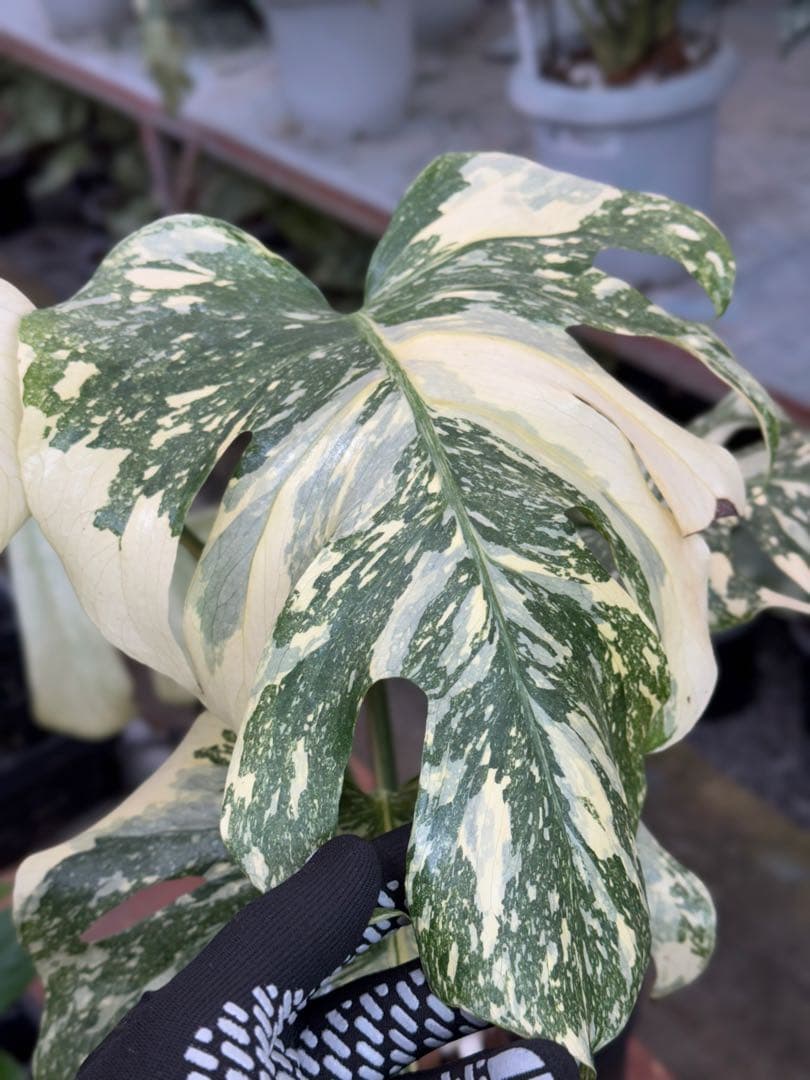 X1モンステラ　クリームブリュレ　成長点カット苗